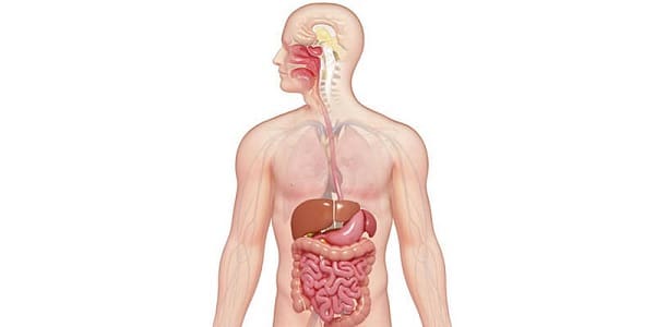 بحث عن الجهاز الهضمي 