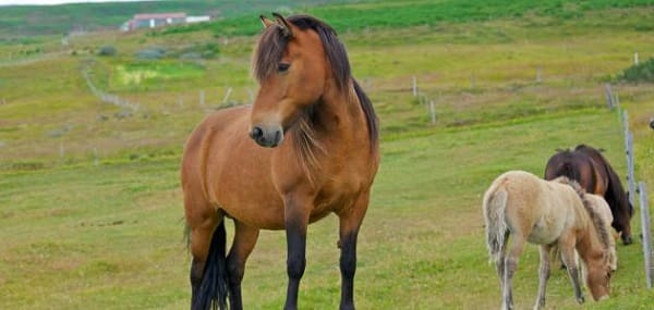 تفسير ركوب الحصان في المنام