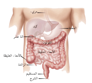 علاج مرض القولون العصبي والهضمي ( إرشادات للمصابين )