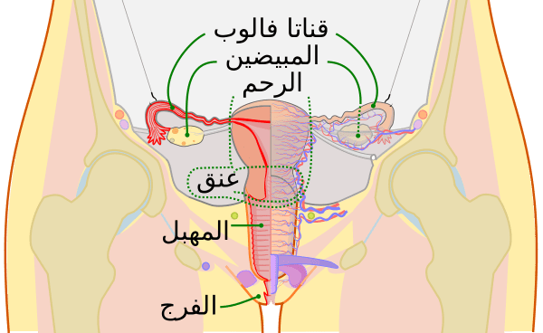 الحالة الثانية العلاقة ما بين حدوث الحمل واستئصال قناة فالوب