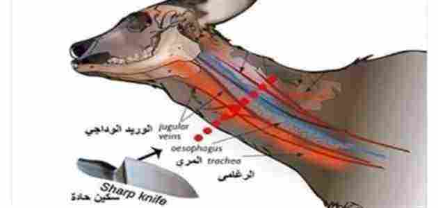 طريقة الذبح الحلال بالطريقة الشرعية