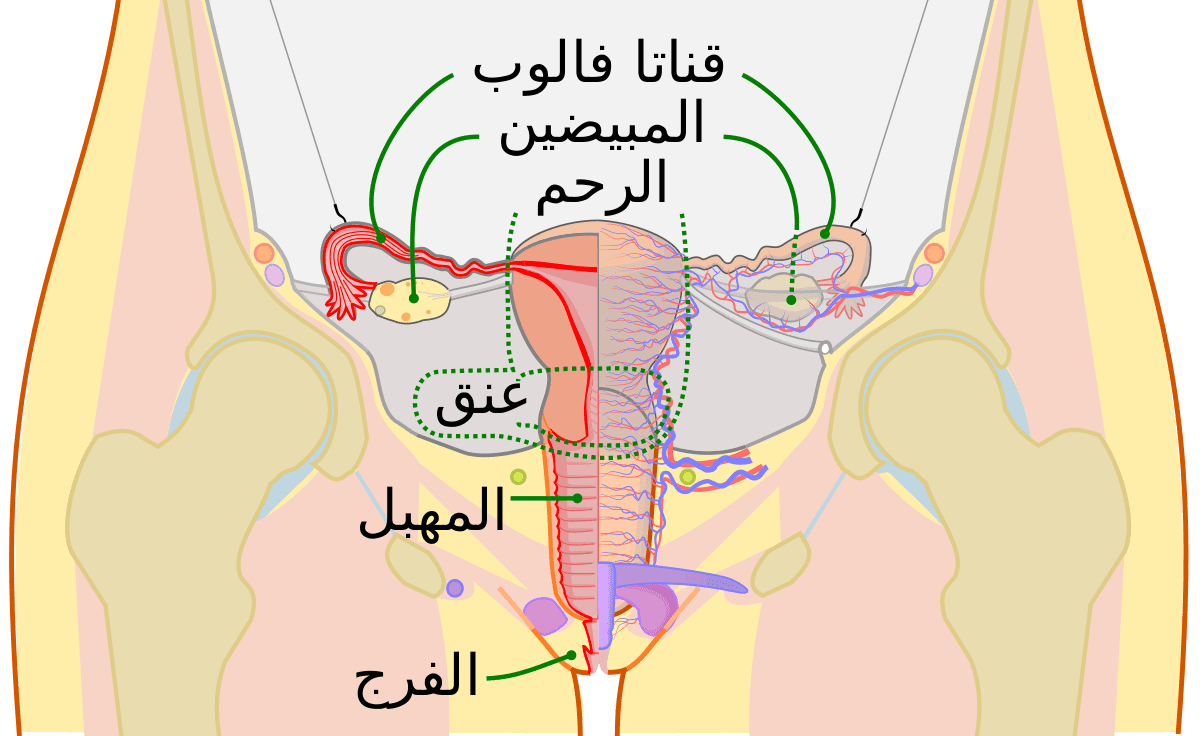 نسبة نجاح عملية استئصال سرطان القولون وأسبابه