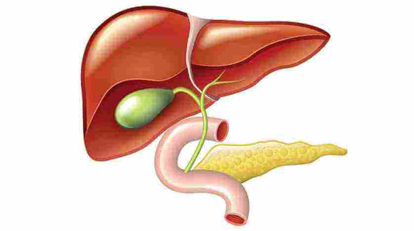 اين تقع المرارة في جسم الانسان