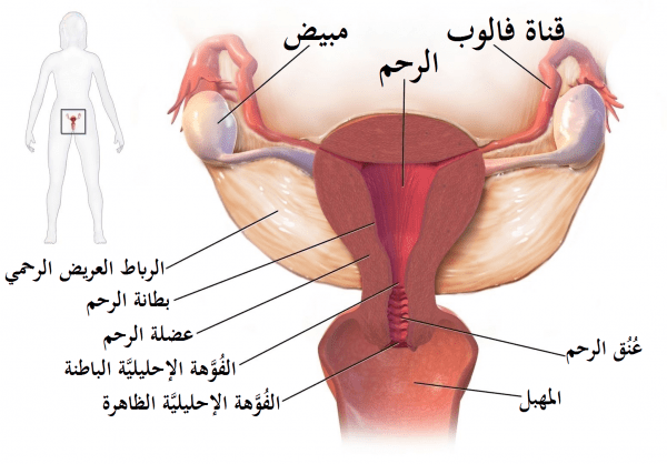 أنواع ومناطق انسداد قناة فالوب