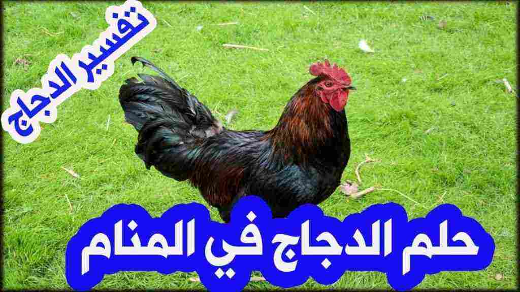 تفسير حلم طبخ الدجاج بمختلف تأويلاته