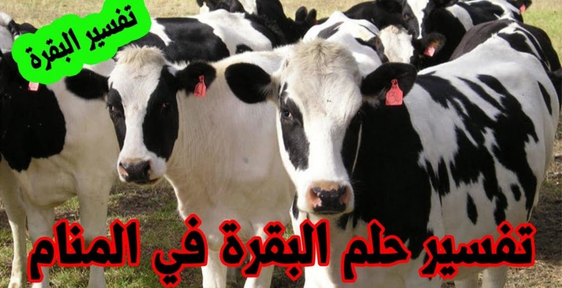 تفسير حلم البقرة البيضاء والسوداء