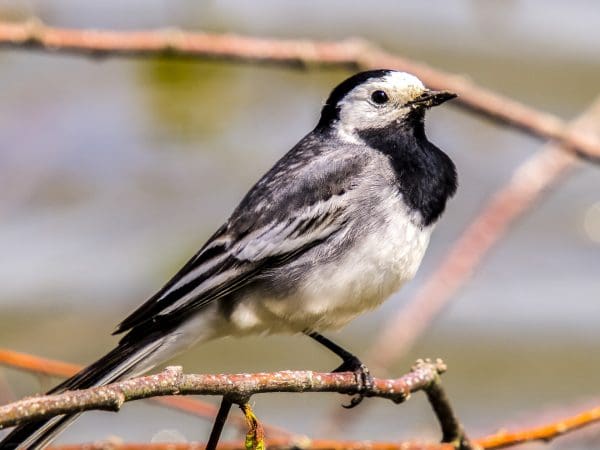 أنواع الطيور المهاجرة