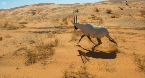 المحميات في المملكة العربية السعودية