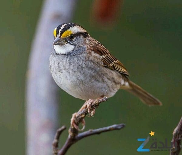 موضوع تعبير عن الطيور  