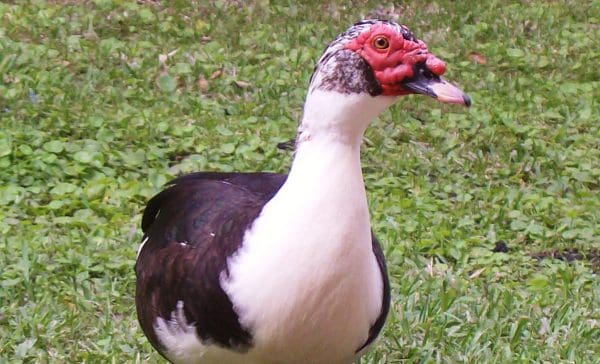 المسكوفي Muscovy الفرق بين البط والوز