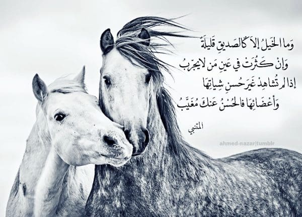 كلام وعبارات عن الخيل