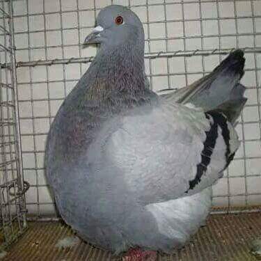 الفرينش مودينا French Modena Pigeon