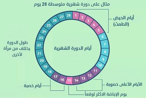 جدول أيام التبويض بعد الدورة