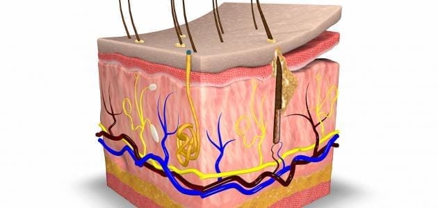 المادة الرئيسية في الجلد