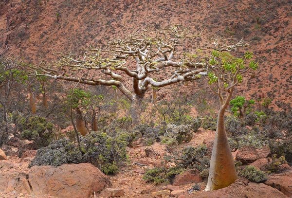 عوامل تتوقف عليها جودة منتجات شجرة اللبان الذكر