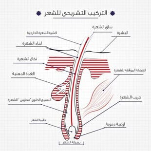 كيف تموت بصيلات الشعر 