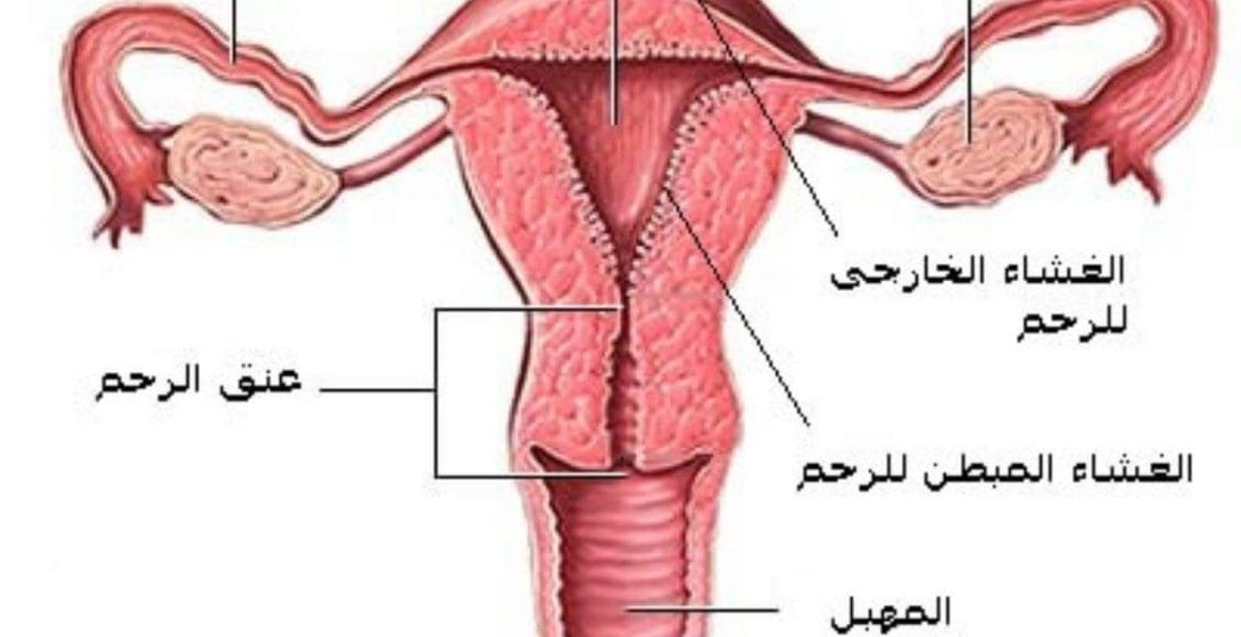 علاج آلام الدورة الشهرية