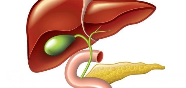 أعراض دهون الكبد وكيفية التخلص منها