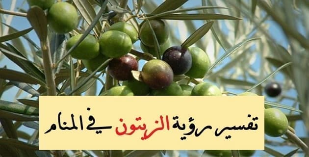 تفسير رؤية الزيتون في المنام