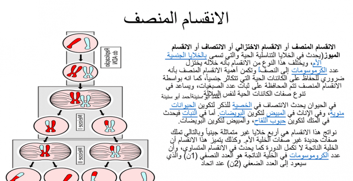 خلال الانقسام المنصف تحتوي كل خلية جنسية على 22 كروموسوم