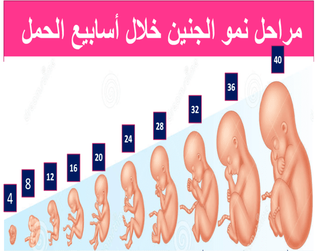 حجم الجنين في الشهر الخامس بالصور