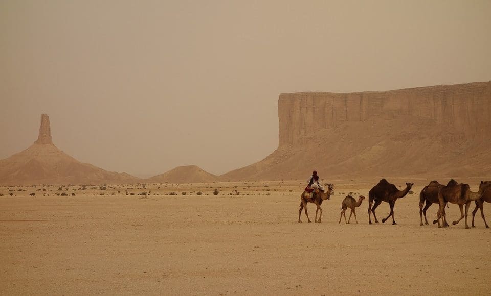 العامري وش يرجع