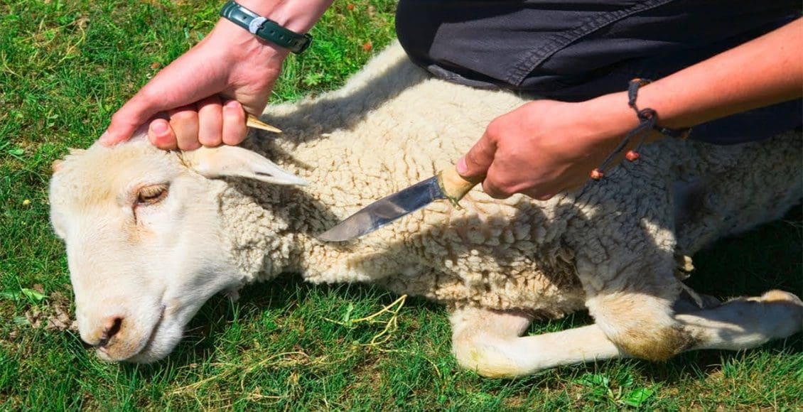 دعاء قبل ذبح أضحية العيد