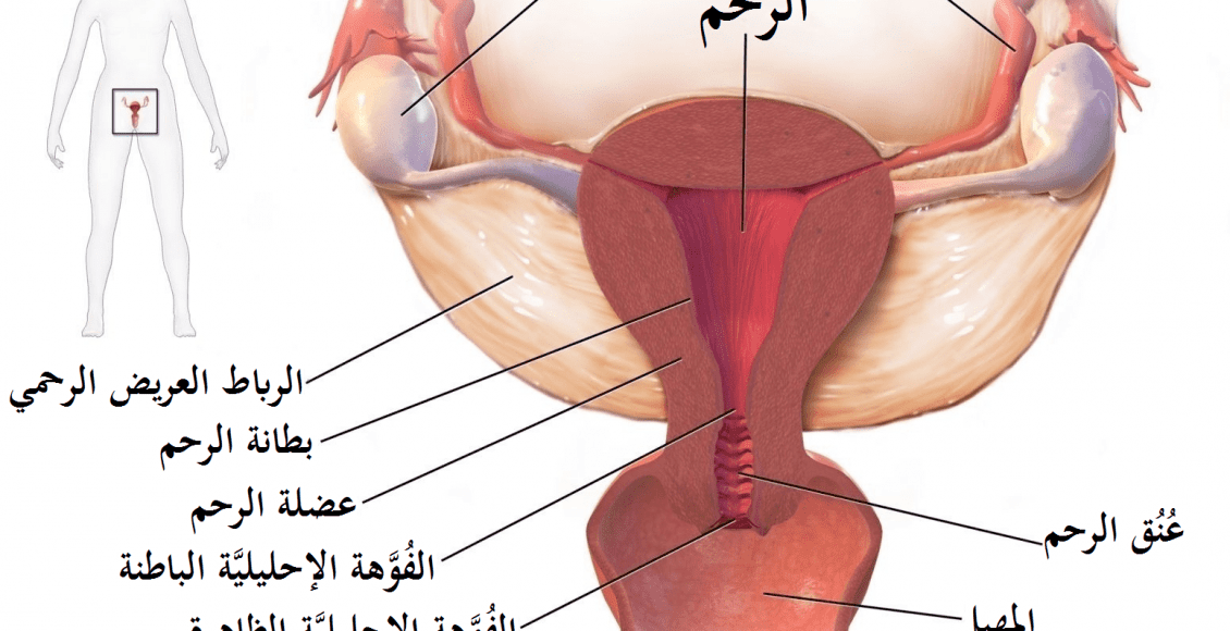 كيف تحدث الدورة الشهرية