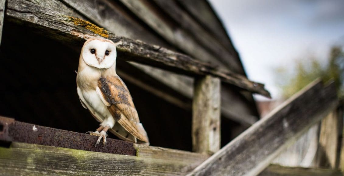 Why do we advise you not to raise an owl at home