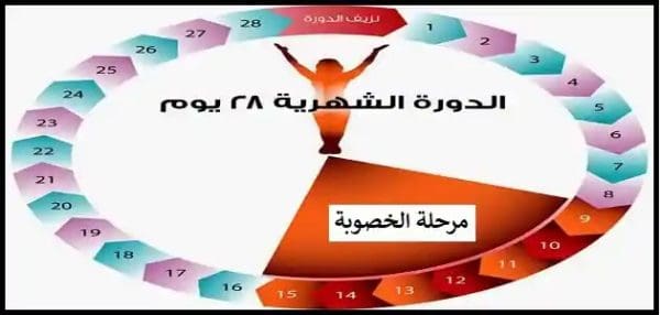 أيام التبويض بعد الدورة مباشرة