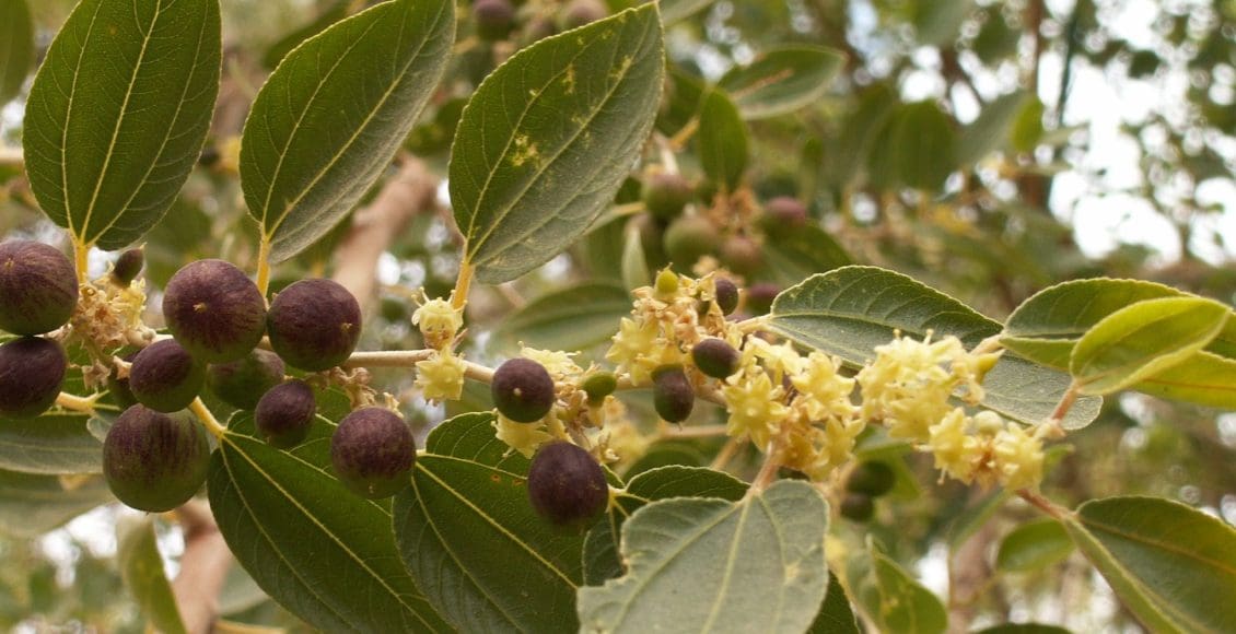 فوائد شجرة السدر في البيت