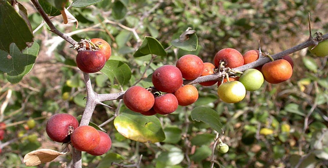 شرب السدر جابر القحطاني