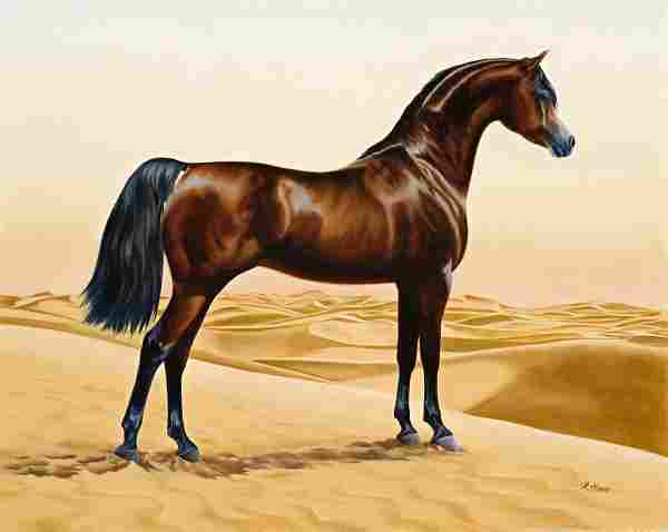 مواصفات الخيل العربي الأصيل