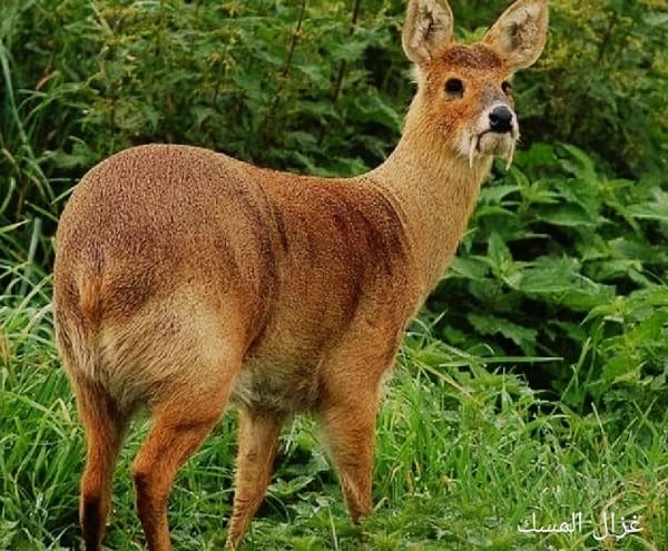 ماهو الحيوان الذي يستخرج منه المسك