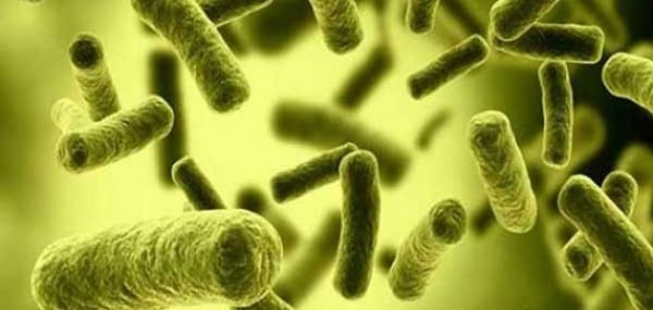 ماذا تنتج بكتيريا e.coli التي تعيش في أمعاء الإنسان