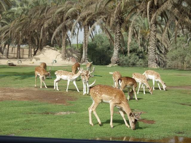 أماكن خروج في القاهرة للمخطوبين