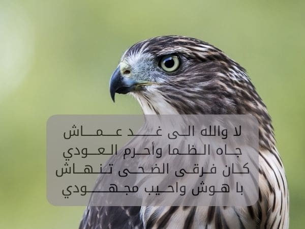 خلفيات صقور مكتوب عليها شعر