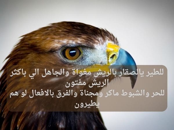 خلفيات صقور مكتوب عليها شعر