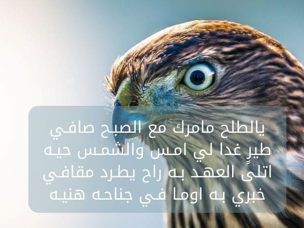 خلفيات صقور مكتوب عليها شعر